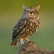 Profile Picture of Mavis Tsai (@tsai8533) on Youtube