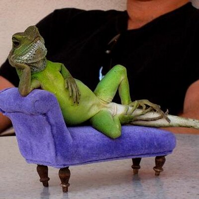 Profile Picture of Jim Lizard (@JimTheLiz) on Twitter