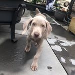 Profile Picture of Andrea Wenzel (@sirius_wenzel_the_weimaraner) on Instagram