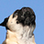 Profile Picture of Mike Dela Cruz (@mike dela cruz) on Flickr