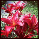 Profile Picture of Herbert Vandebogart (@herbertvandebogart) on Instagram