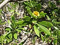 Profile Picture of Borrichia arborescenson Wikipedia