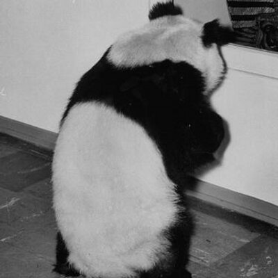 Profile Picture of Andrew Tham (@pandrewtham) on Twitter