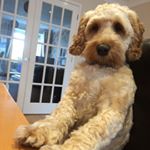 Profile Picture of Josh Lloyd (@lloydy_8_) on Instagram