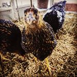 Profile Photo of Emily Waddell (@rainbowrockfarmstead) on Instagram