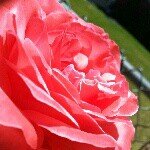 Profile Picture of Christopher Spadafora (@spadatography) on Instagram