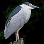 Profile Picture of harold.the.heron (@harold.the.heron) on Instagram