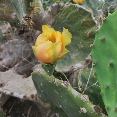 Profile Picture of Lisa Mejorado (@mejorado_lisa) on Twitter