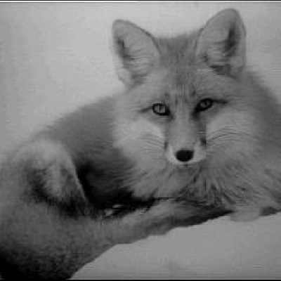 Robbie Foxx - Twitter Profile Picture of Robbie Foxx (@robbiefoxx3x) on Twitter