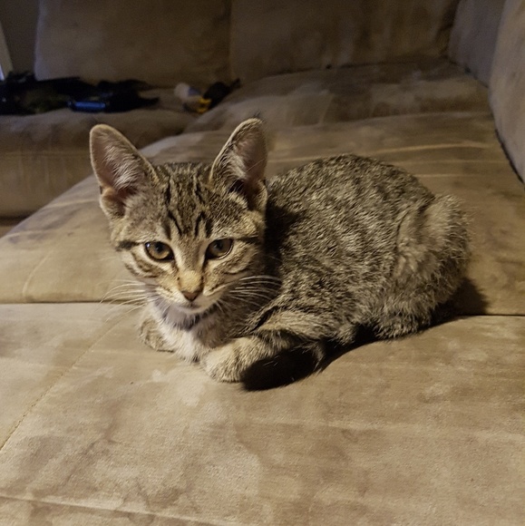 Profile Picture of Kim Wolkowski (@katwol) on Poshmark