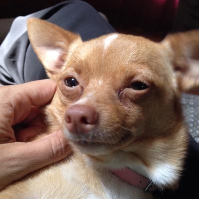 Profile Picture of Angie Hammell (@angelahammell) on Twitter