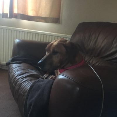 Profile Picture of Joe Coggins (@jcogg20) on Twitter