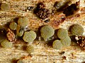 Profile Picture of Claussenomyceson Wikipedia