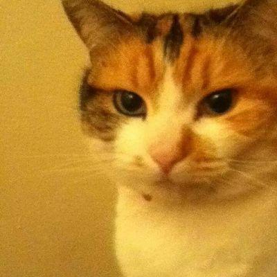 Profile Picture of Cameron Mcnulty (@2d1097e40269428) on Twitter