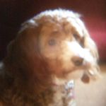 Profile Picture of Robert Boucher (@rbouch123) on Instagram