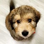 Profile Picture of Rusty (@mybuddyrusty) on Instagram