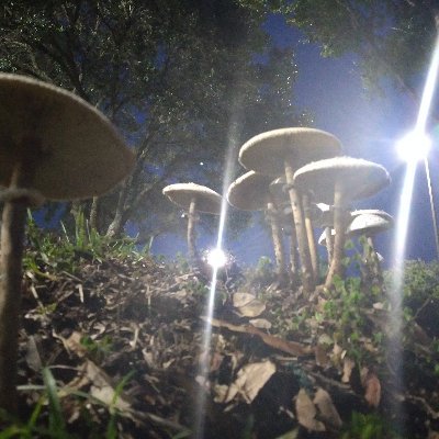 Profile Picture of Henry Michael Castelo Jr (@HenryMichaelCa2) on Twitter