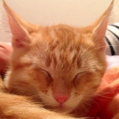 Profile Picture of Richard_Shaver (@Richard_Shaver_) on Twitter