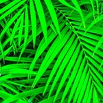 Profile Picture of Daniel Pluchinotta (@danpluchinotta) on Instagram