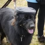 Profile Picture of Doug Sinclair (@sinclair_doug) on Instagram