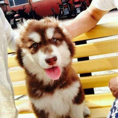 Profile Picture of 吴亮 (@QiuMo2016) on Twitter