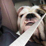 Matt Sellers - Instagram Profile Picture of Matt Sellers (@mattmcsellers) on Instagram