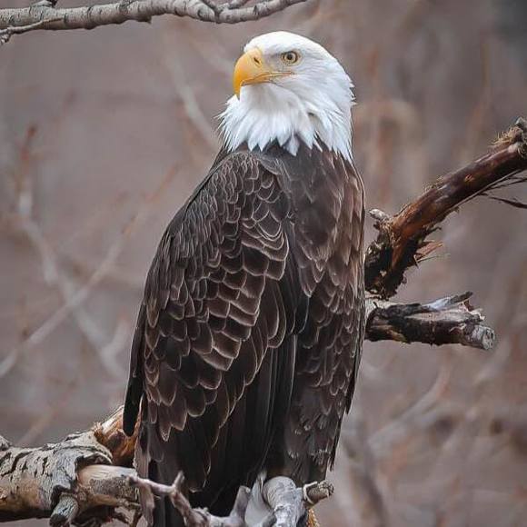 Profile Picture of Nancy Cook (@nancycook607) on Poshmark