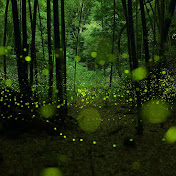 Profile Picture of Noel Brooks (@noelbrooks5939) on Youtube