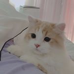 Profile Picture of 잭시스터즈💜 (@jack__sisters) on Instagram