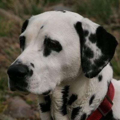 Profile Picture of Duncan Dunlop (@duncdunlop) on Twitter