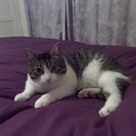 tobywatkins - Instagram Profile Picture of tobywatkins (@tobywatkins26) on Instagram