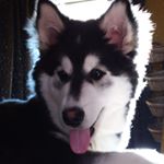 Profile Picture of Nicolas Poulin (@nicolas.poulin.7186) on Instagram