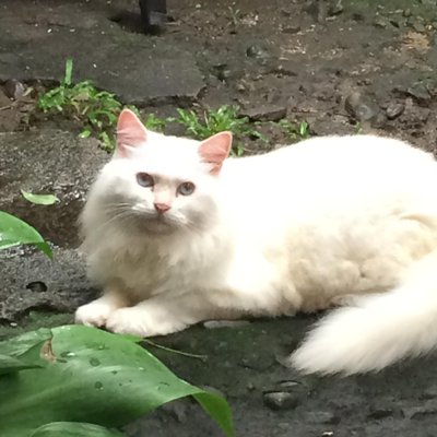 Profile Picture of Alice Herrera (@MariaAliciaAHe1) on Twitter