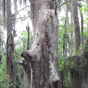 Joshua Cabello - Youtube Profile Picture of Joshua Cabello (@Joshuacabello) on Youtube