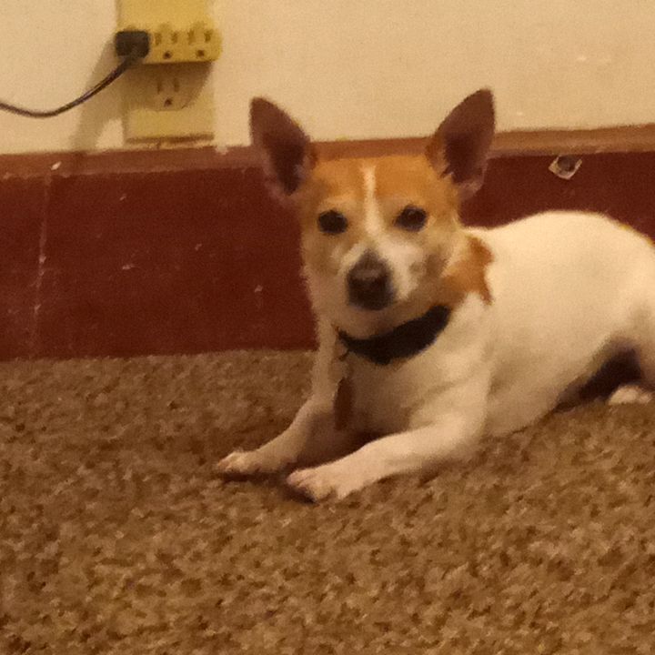 Profile Picture of buddy (@buddythecreaterdog) on Tiktok