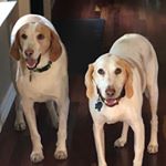 Profile Picture of Jesse&Cooper (@two_spoiled_hounds) on Instagram