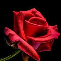 Profile Picture of Rose Bloomfield (@rose-bloomfield-3) on Quora