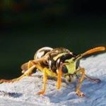 Profile Picture of Ron Mortenson (@mortensonron) on Instagram