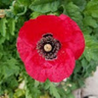 Profile Picture of Karen Perl (@karen-perl-4) on Quora