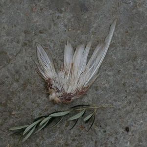 Profile Picture of Fares Mansour (@308681568) on Myspace