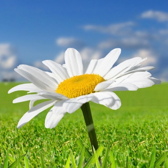 Profile Picture of Lori Andreassen (@pink_daisy_78) on Poshmark