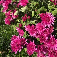 Profile Picture of Ling Huang (@ling-huang-16) on Quora