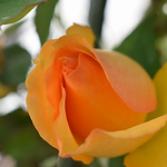 Profile Picture of Jessica Frank (@jessicafrank77) on Flickr