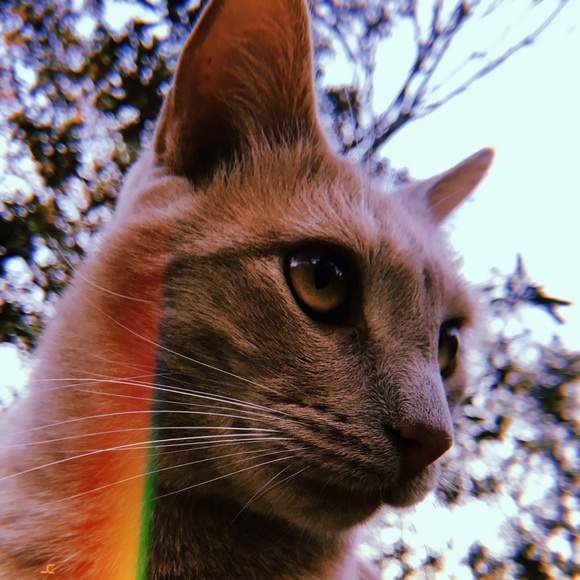 Profile Picture of Rosemary Flamini (@lillianrosemary) on Poshmark