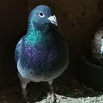 Profile Picture of Adam Flaming (@flamingadam) on Instagram