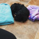 Profile Picture of Jasper Caine 🐶🐶 (@_jasper_the_pupper_) on Instagram