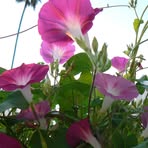 Profile Picture of Debra Laguna (@Debra-Laguna) on Facebook