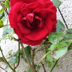 Profile Picture of Charlie Slaun (@Charlie-Slaun) on Facebook