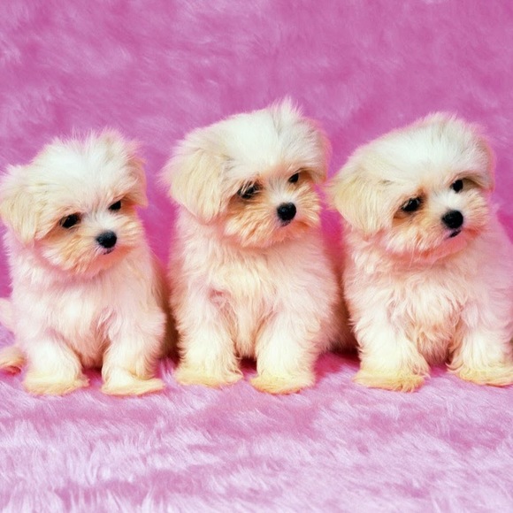 Profile Picture of Savannah Trythall (@strythall) on Poshmark