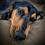 Profile Picture of Daniel Thwaites (@captaincavedann) on Instagram